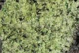 Peridot Crystals in Basalt - Arizona #355068-1